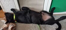 PADDY, Hund, Mischlingshund in Ludwigschorgast - Bild 32