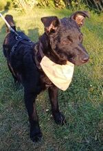 PADDY, Hund, Mischlingshund in Ludwigschorgast - Bild 33