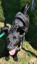 PADDY, Hund, Mischlingshund in Ludwigschorgast - Bild 34