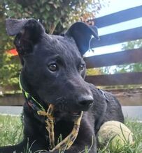 PADDY, Hund, Mischlingshund in Ludwigschorgast - Bild 4