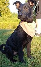 PADDY, Hund, Mischlingshund in Ludwigschorgast - Bild 5