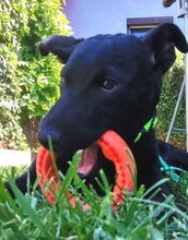 PADDY, Hund, Mischlingshund in Ludwigschorgast - Bild 6