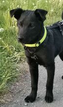 PADDY, Hund, Mischlingshund in Ludwigschorgast - Bild 7