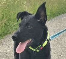 PADDY, Hund, Mischlingshund in Ludwigschorgast - Bild 8