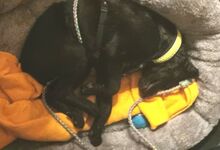 PADDY, Hund, Mischlingshund in Ludwigschorgast - Bild 9