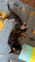 LILO, Katze, Europäisch Kurzhaar in Hammersbach - Bild 10