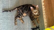LILO, Katze, Europäisch Kurzhaar in Hammersbach - Bild 11