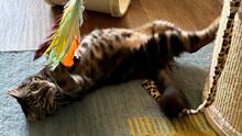 LILO, Katze, Europäisch Kurzhaar in Hammersbach - Bild 2