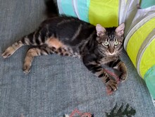 LILO, Katze, Europäisch Kurzhaar in Hammersbach - Bild 3