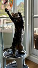 LILO, Katze, Europäisch Kurzhaar in Hammersbach - Bild 4