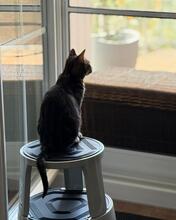 LILO, Katze, Europäisch Kurzhaar in Hammersbach - Bild 5