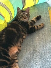 LILO, Katze, Europäisch Kurzhaar in Hammersbach - Bild 6