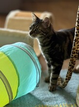 LILO, Katze, Europäisch Kurzhaar in Hammersbach - Bild 7