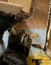 LILO, Katze, Europäisch Kurzhaar in Hammersbach - Bild 8