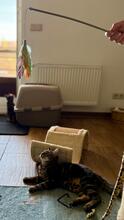 LILO, Katze, Europäisch Kurzhaar in Hammersbach - Bild 9