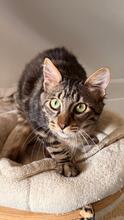 STITCH, Katze, Europäisch Kurzhaar in Hammersbach - Bild 9