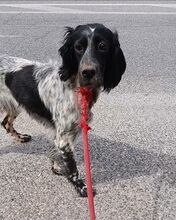 FELI, Hund, English Setter in Griechenland