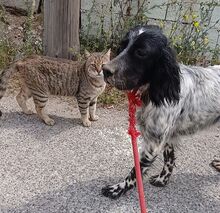FELI, Hund, English Setter in Griechenland - Bild 3
