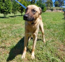 GINGER, Hund, Mischlingshund in Portugal - Bild 2