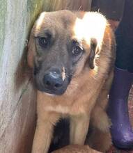 GINGER, Hund, Mischlingshund in Portugal - Bild 3