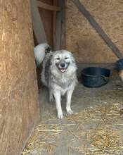 GANDALF, Hund, Mischlingshund in Rumänien - Bild 7