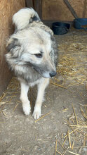 GANDALF, Hund, Mischlingshund in Rumänien - Bild 8