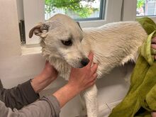 HANNA, Hund, Mischlingshund in Köln - Bild 12