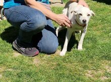 HANNA, Hund, Mischlingshund in Köln - Bild 13