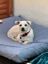 HANNA, Hund, Mischlingshund in Köln - Bild 14