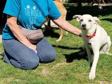 HANNA, Hund, Mischlingshund in Köln - Bild 15