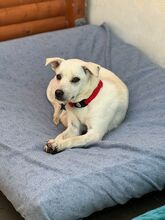 HANNA, Hund, Mischlingshund in Köln - Bild 16