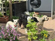 HANNA, Hund, Mischlingshund in Köln - Bild 3