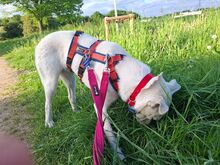 HANNA, Hund, Mischlingshund in Köln - Bild 5