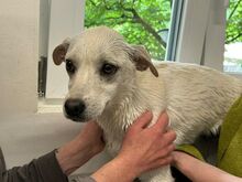 HANNA, Hund, Mischlingshund in Köln - Bild 7