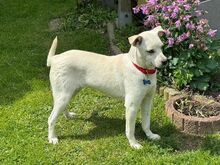 HANNA, Hund, Mischlingshund in Köln - Bild 8