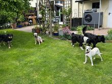 HANNA, Hund, Mischlingshund in Köln - Bild 9