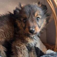 GROVER, Hund, Mischlingshund in Rumänien - Bild 7