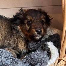 GROVER, Hund, Mischlingshund in Rumänien - Bild 8