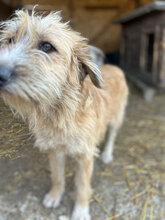 KLARA, Hund, Mischlingshund in Rumänien - Bild 9
