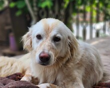 MARLA, Hund, Mischlingshund in Weilburg - Bild 1