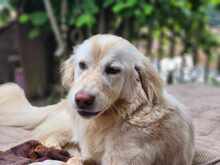 MARLA, Hund, Mischlingshund in Weilburg - Bild 10