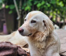 MARLA, Hund, Mischlingshund in Weilburg - Bild 11