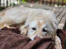 MARLA, Hund, Mischlingshund in Weilburg - Bild 12