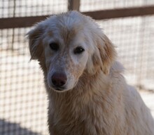 MARLA, Hund, Mischlingshund in Weilburg - Bild 13