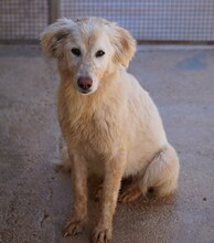 MARLA, Hund, Mischlingshund in Weilburg - Bild 14