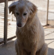 MARLA, Hund, Mischlingshund in Weilburg - Bild 15