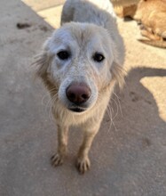 MARLA, Hund, Mischlingshund in Weilburg - Bild 16