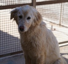 MARLA, Hund, Mischlingshund in Weilburg - Bild 17