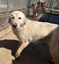 MARLA, Hund, Mischlingshund in Weilburg - Bild 18