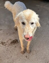 MARLA, Hund, Mischlingshund in Weilburg - Bild 19